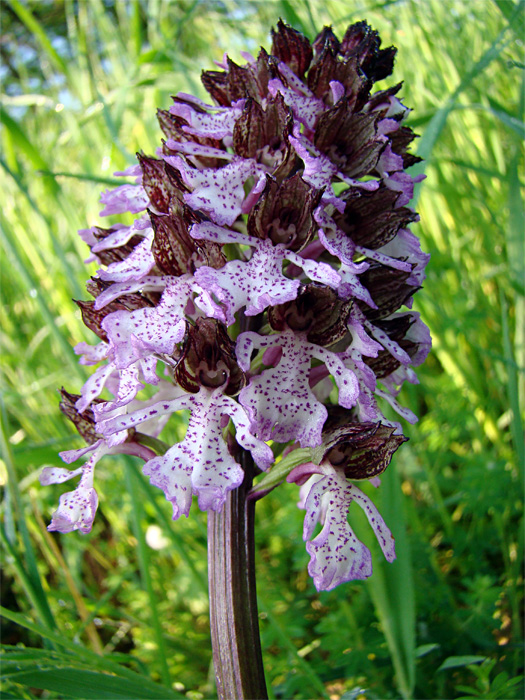 Orchis purpurea da confermare